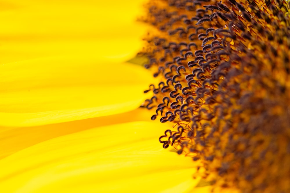 yellow sunflower in close up photography