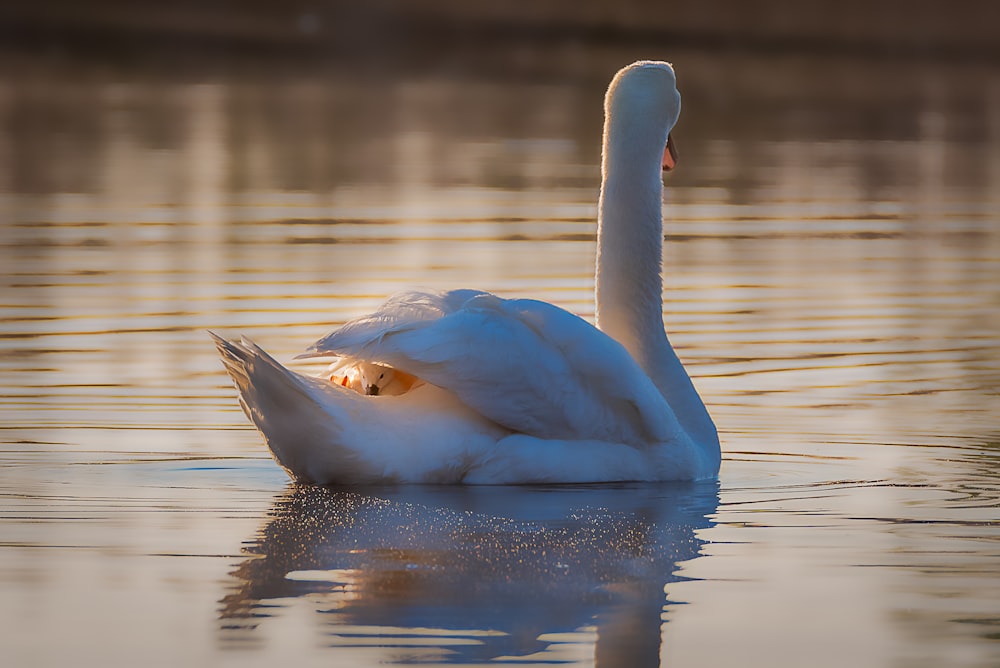 white swan on water during daytime