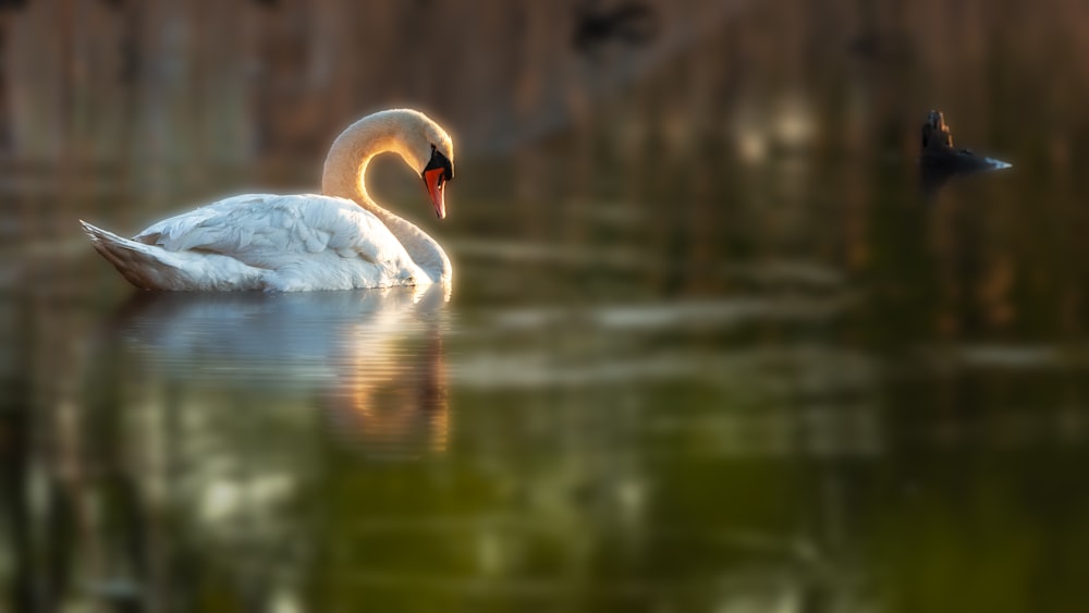 white swan on water during daytime