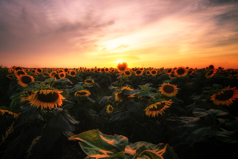 sunflower field under orange sunset