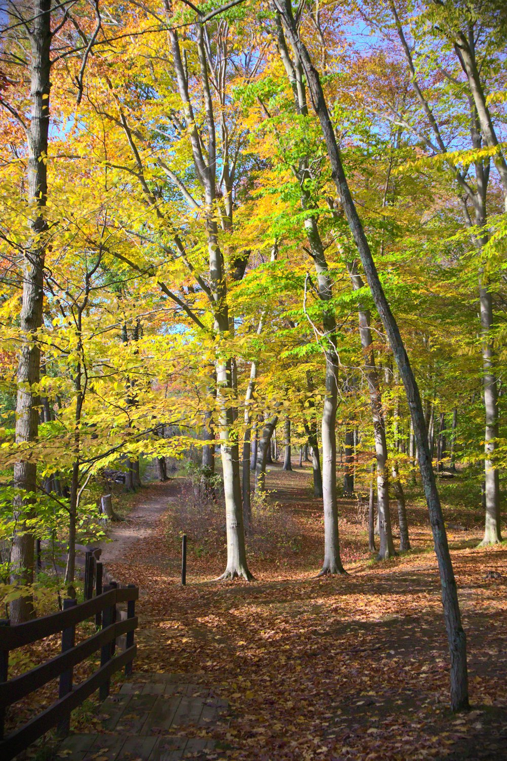 green and yellow trees on brown field during daytime