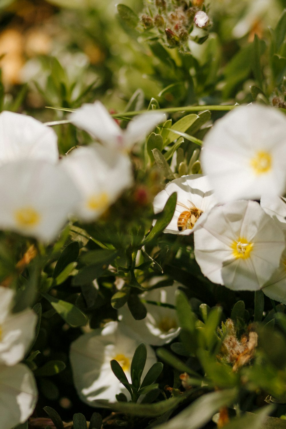flor branca com folhas verdes