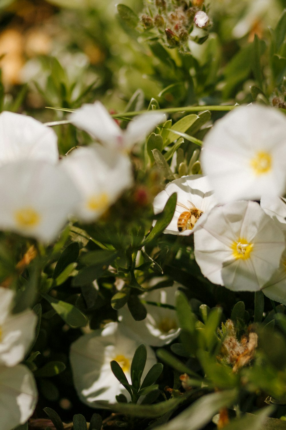 weiße Blüte mit grünen Blättern