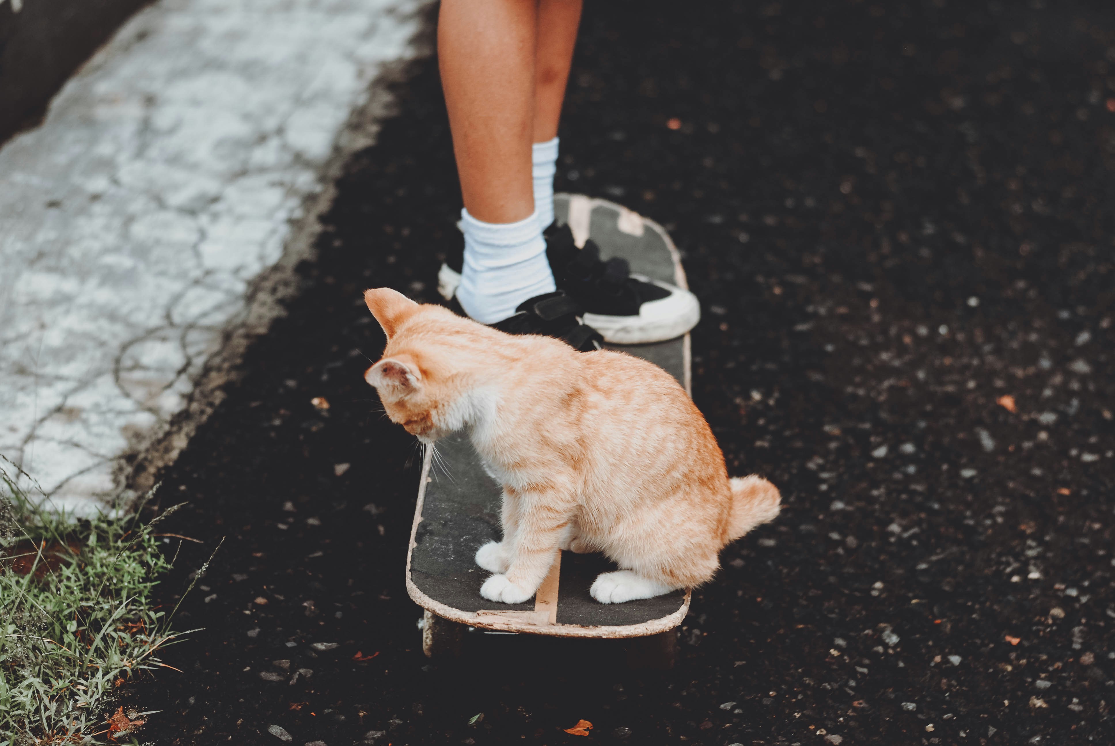 Refuses to Leave Your Side (image credits: unsplash)