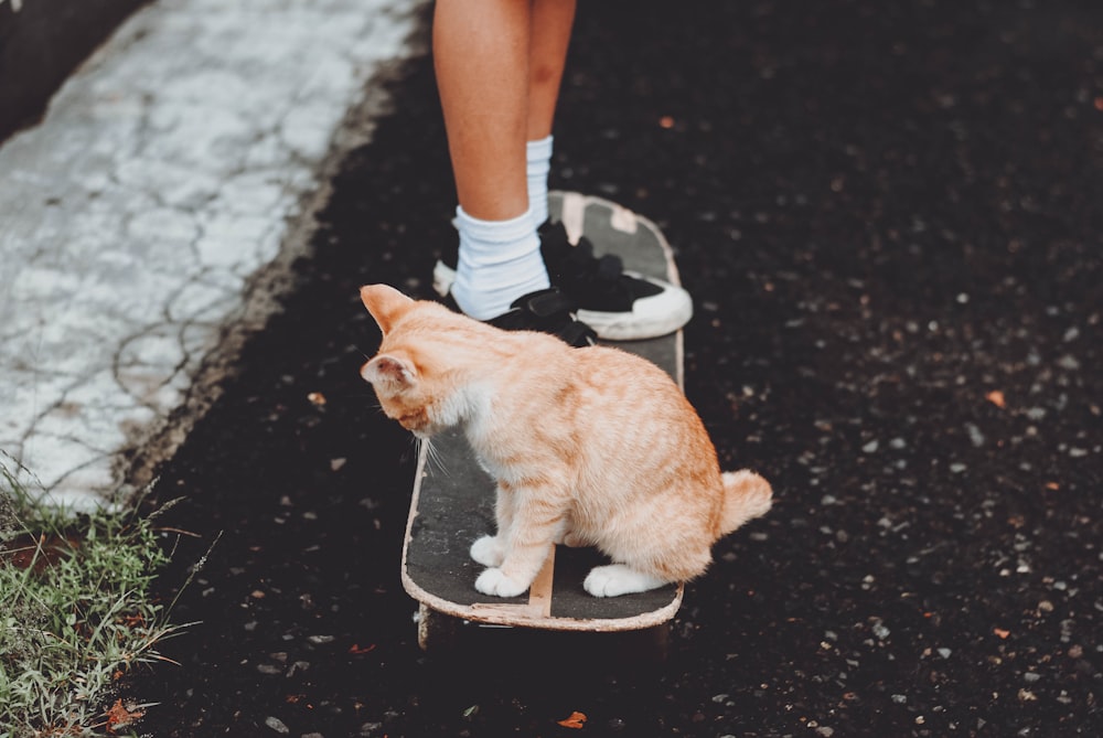 orange tabby cat on black and white round seat