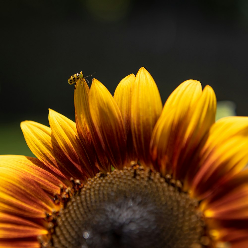 a large sunflower with a bee on top of it
