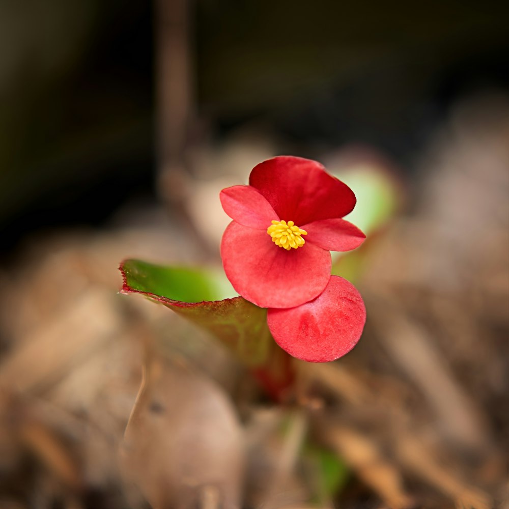 a small red flower with a yellow center