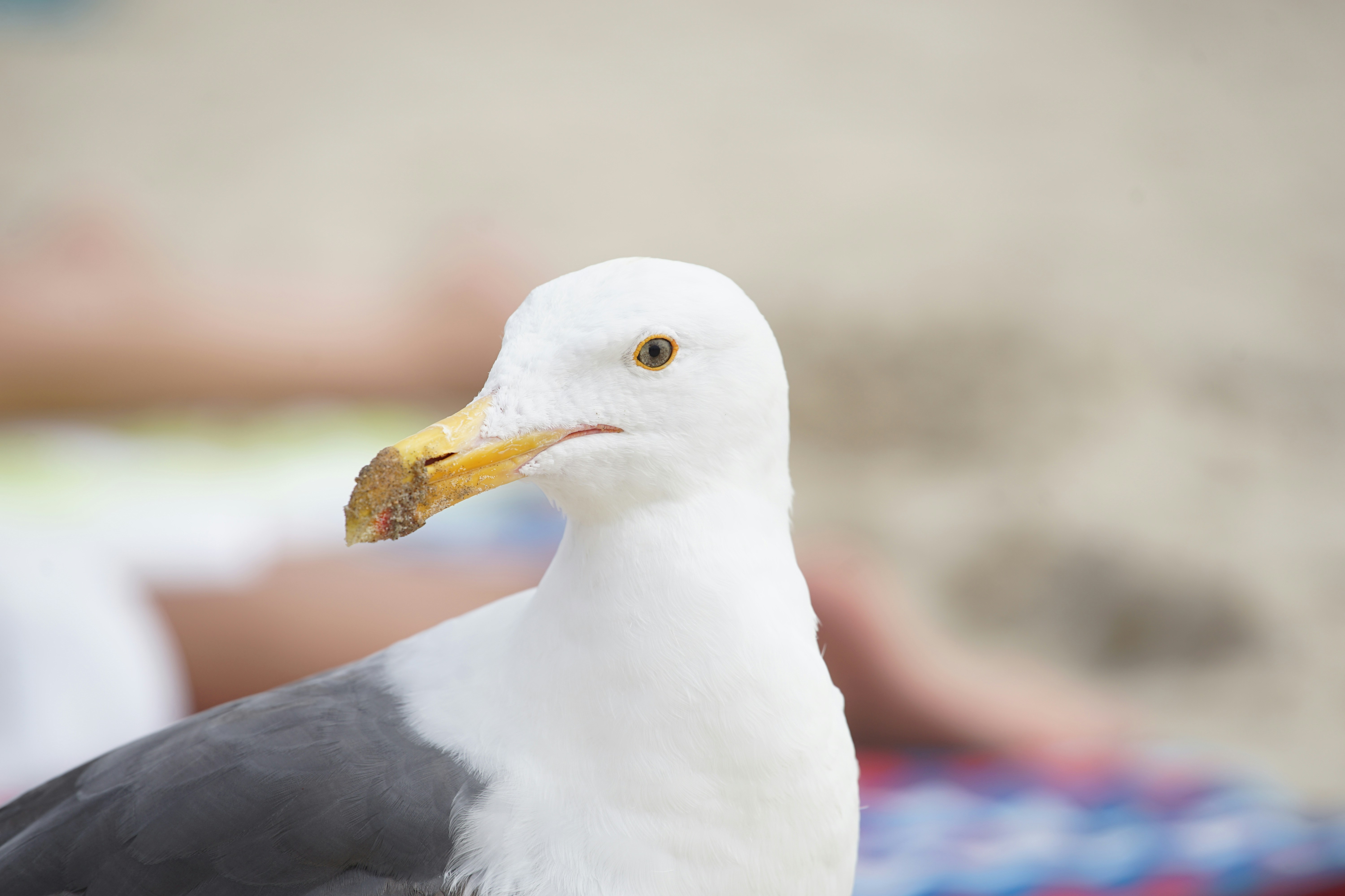 Photo by denisseleon