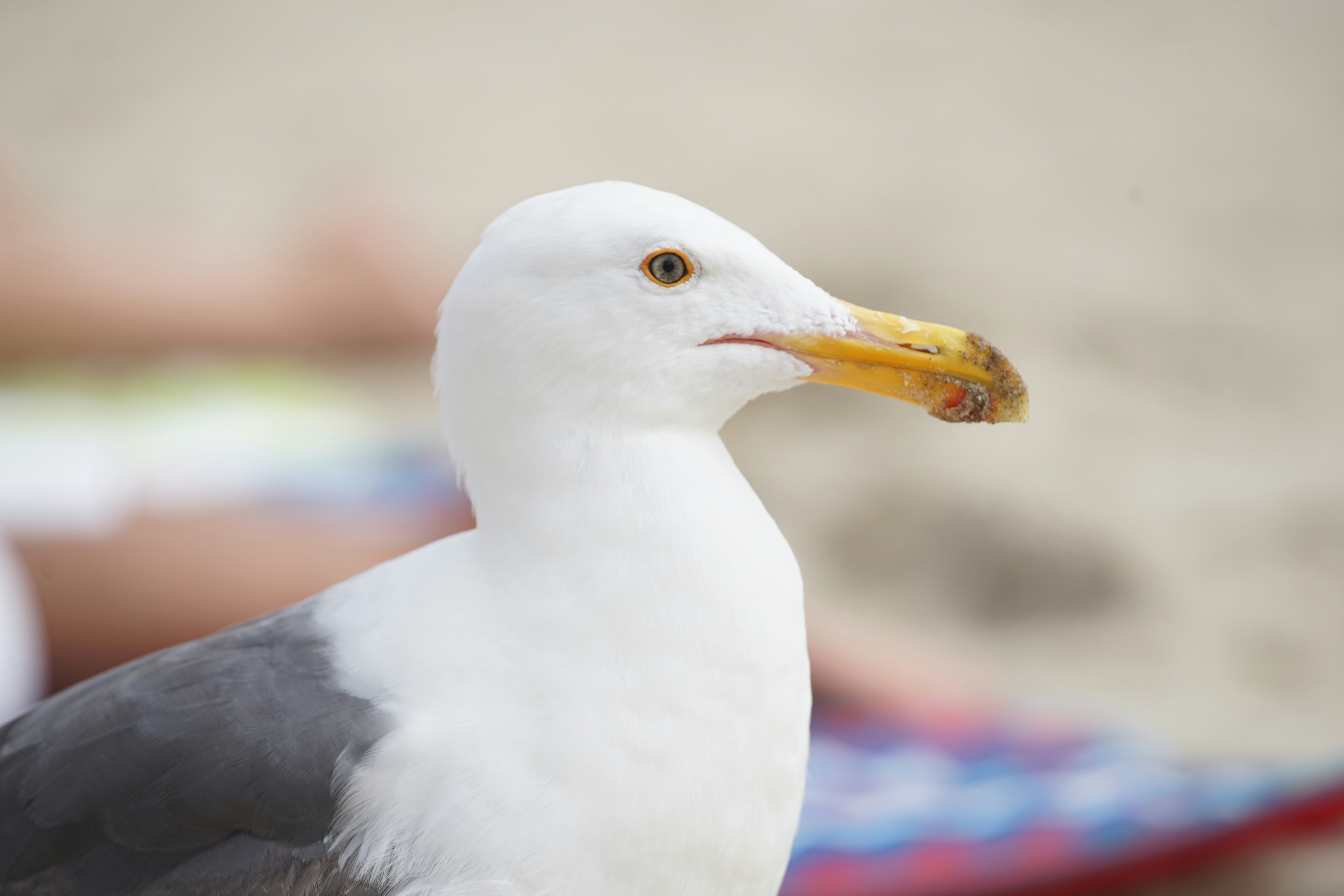 Photo by denisseleon