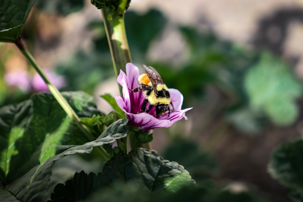 black and yellow bee on purple flower