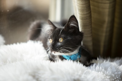 A small black and white kitten with a bright blue collar is resting on a soft, fluffy white blanket. The background includes a window with diffuse light and a striped curtain.