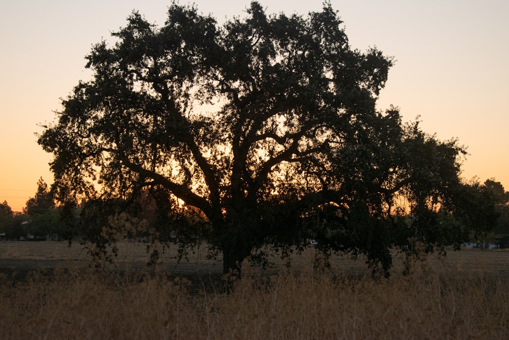 green trees on brown grass field during daytime