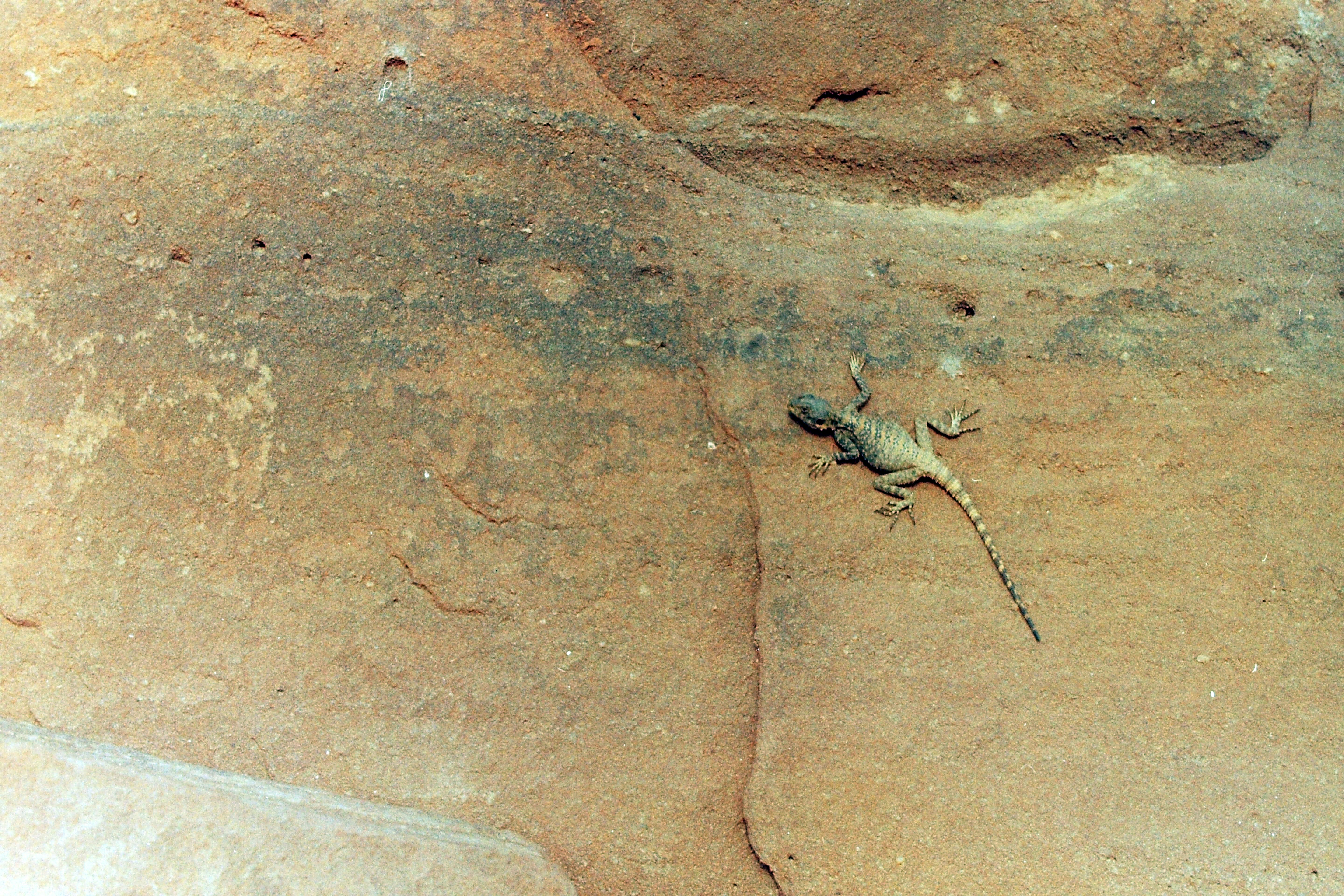 We were lucky to see Petra in 1996. The well know structures built into the rock are spectacular but I was thrilled with this lizard on a rock wall.