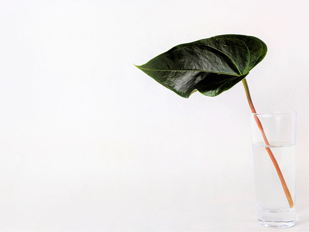 feuille verte sur verre transparent