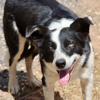 A black and white dog with upright ears and a content expression is panting with its tongue out, standing on a rough, sandy surface. The dog's eyes are bright and alert, and the fur is shiny and well-groomed.