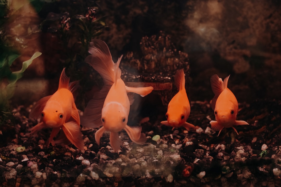 Gold fish swimming in a healthy aquarium