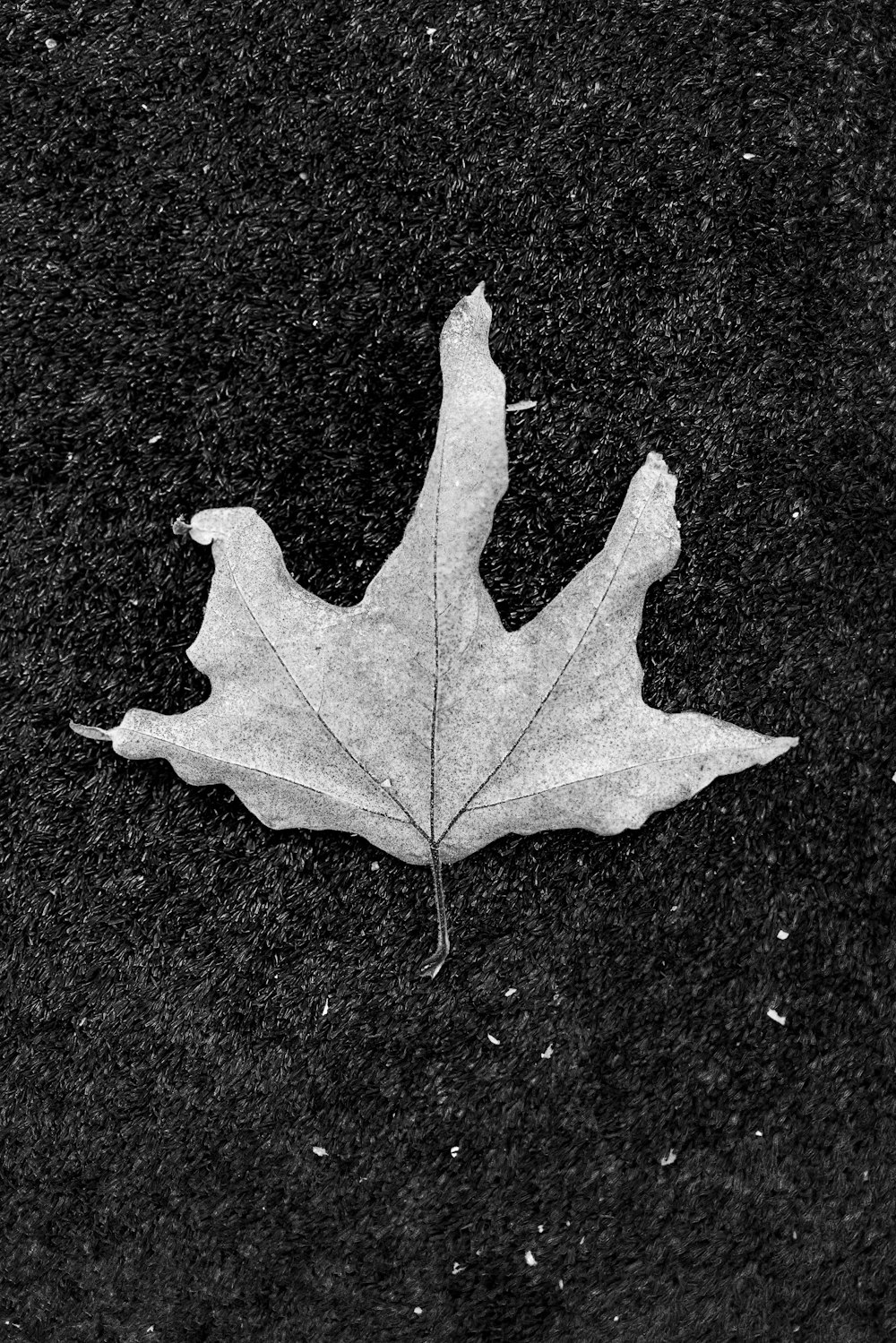 white maple leaf on black textile