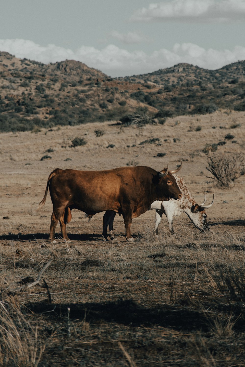 brown cow on brown field during daytime