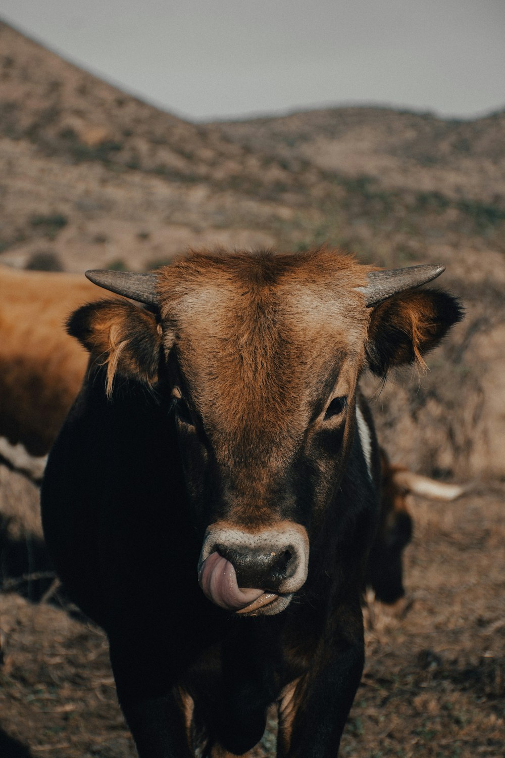 brown cow on brown field during daytime