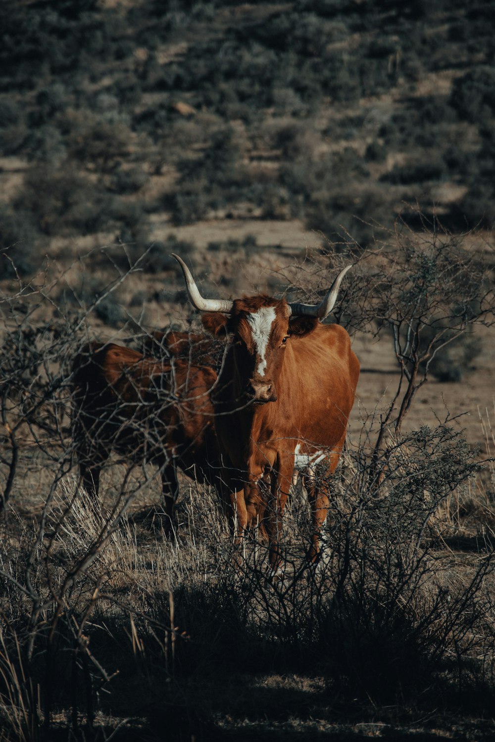 brown cow on brown grass field during daytime