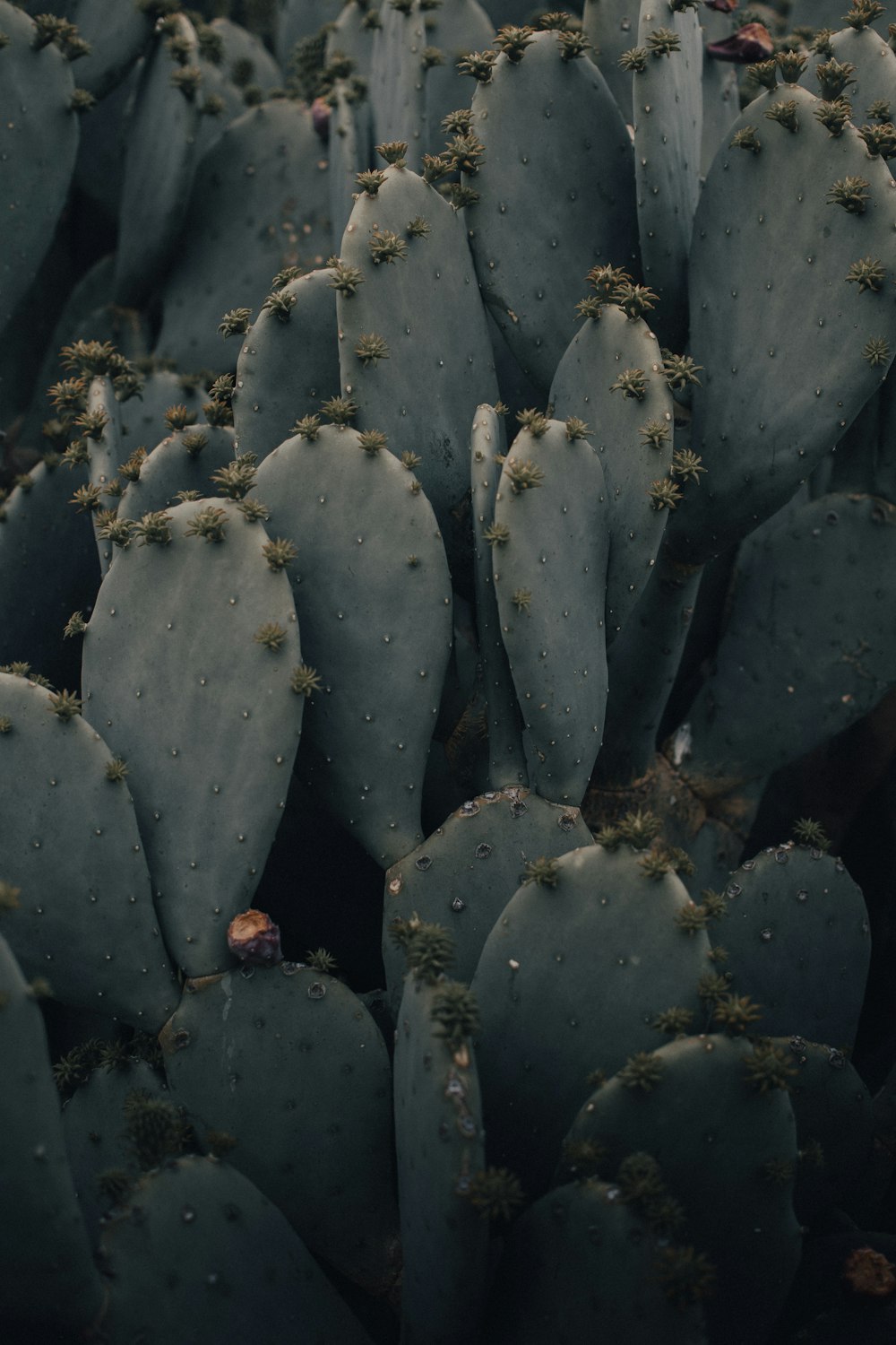 green cactus plant in close up photography