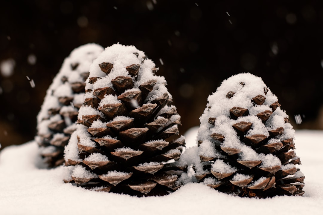 gray pine cone covered with snow