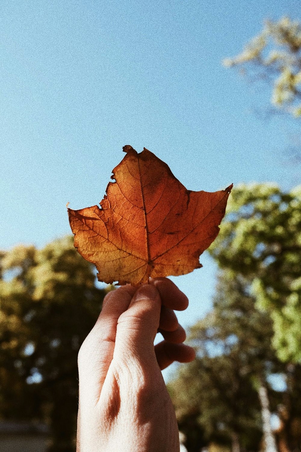 person holding brown maple leaf