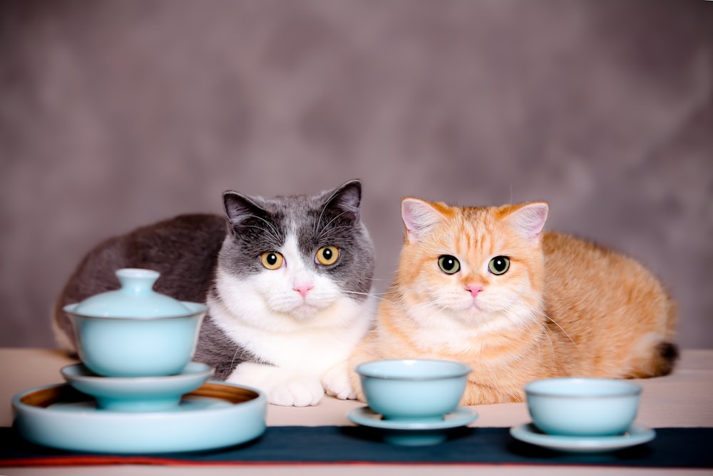 gato atigrado naranja y blanco sobre mesa azul