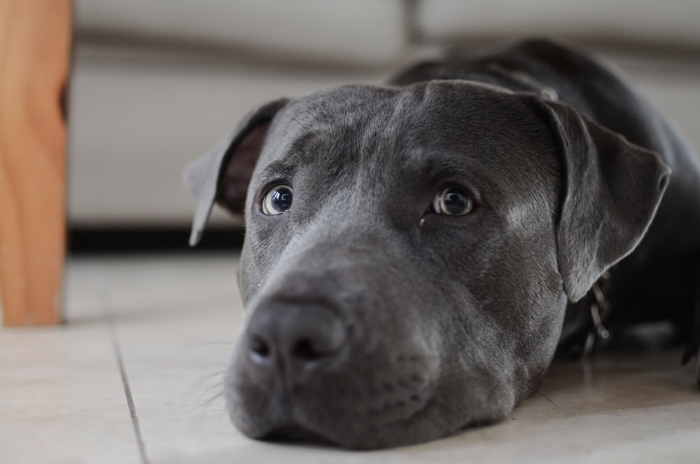 black short coated large dog