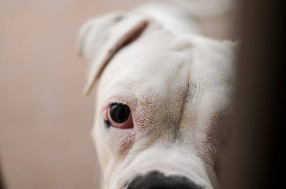 white short coated dog on brown floor