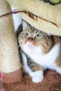 A chubby cat with green eyes and a plush, striped coat is nestled comfortably under a cat tree. The cat's fur features a mix of browns and whites, and its expression is wide-eyed and curious. The surrounding area includes a textured scratching post and soft, brown carpeting.