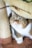 A chubby cat with green eyes and a plush, striped coat is nestled comfortably under a cat tree. The cat's fur features a mix of browns and whites, and its expression is wide-eyed and curious. The surrounding area includes a textured scratching post and soft, brown carpeting.