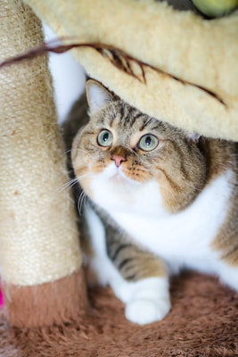 A chubby cat with green eyes and a plush, striped coat is nestled comfortably under a cat tree. The cat's fur features a mix of browns and whites, and its expression is wide-eyed and curious. The surrounding area includes a textured scratching post and soft, brown carpeting.