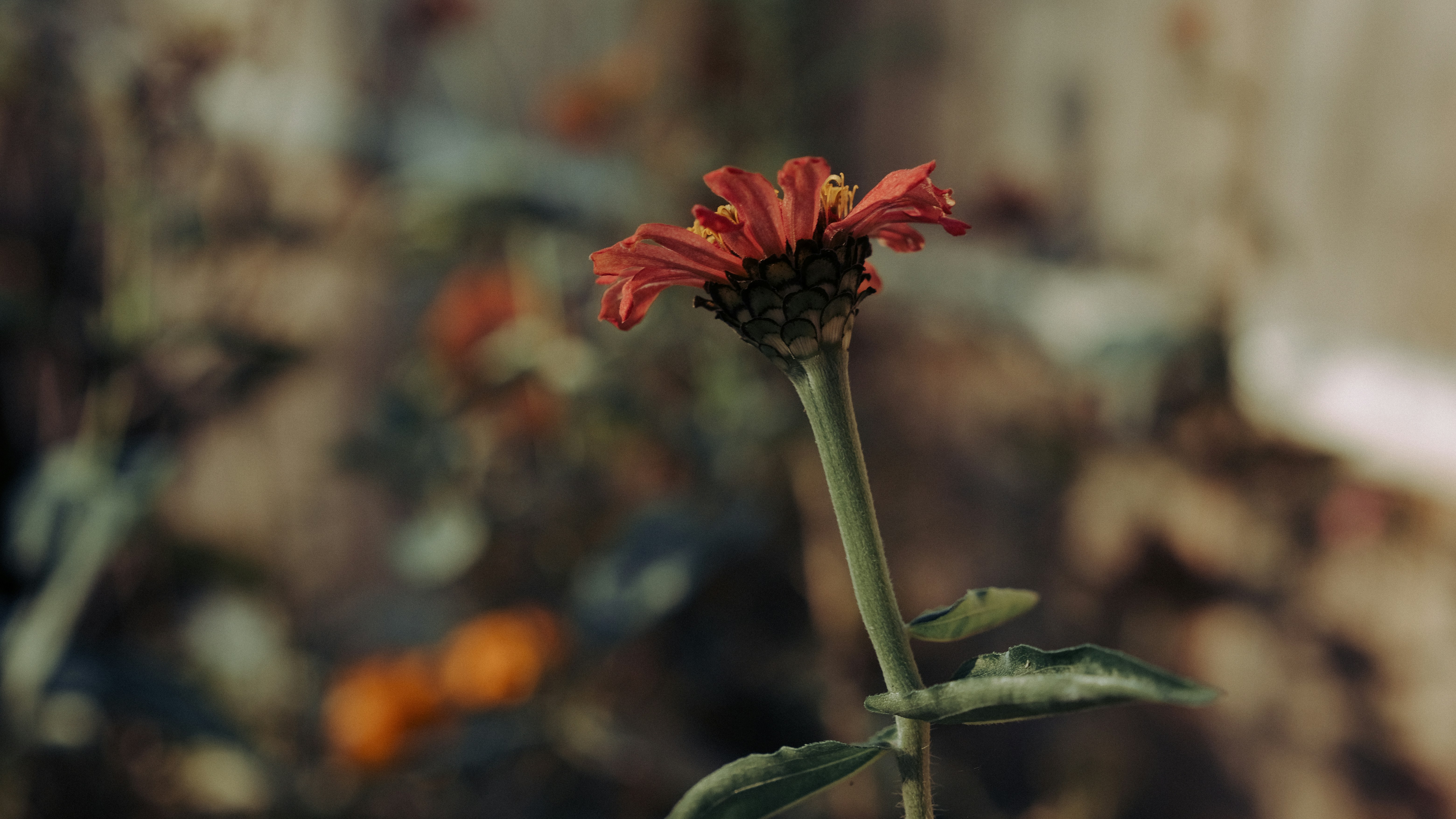 Photo by slaiden