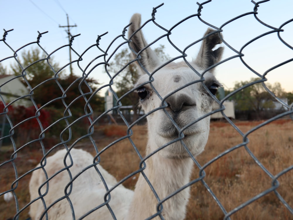 white llama behind gray metal fence during daytime
