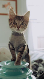 brown tabby cat in white textile