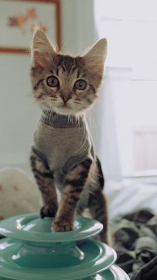 brown tabby cat in white textile