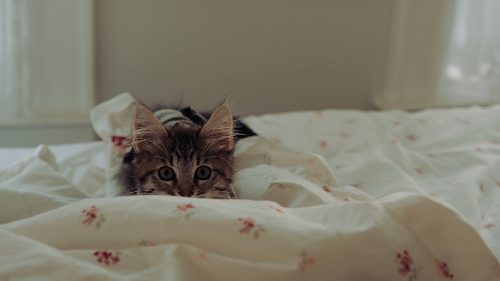 brown tabby cat on white and brown floral textile