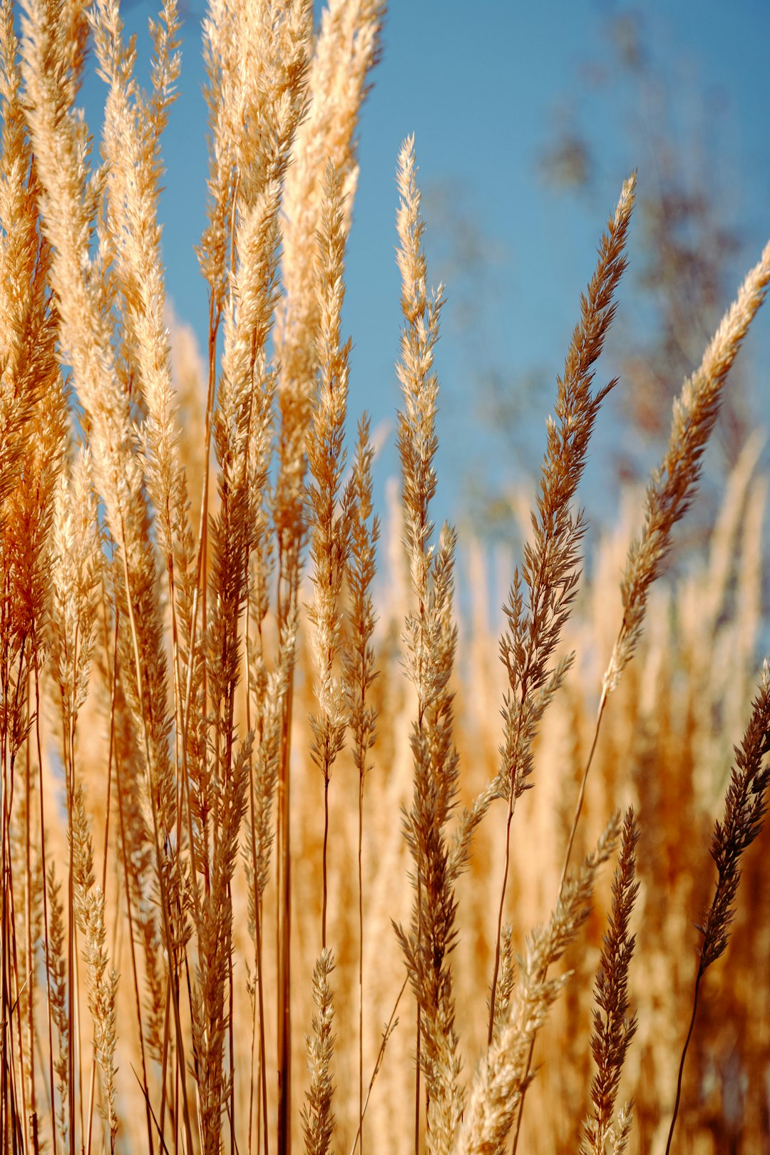 brown wheat field during daytime