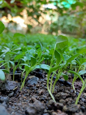 Close-up view of young green seedlings emerging from soil, surrounded by a blurred background of foliage. The focus is on the delicate leaves and stems, suggesting fresh growth and vitality.