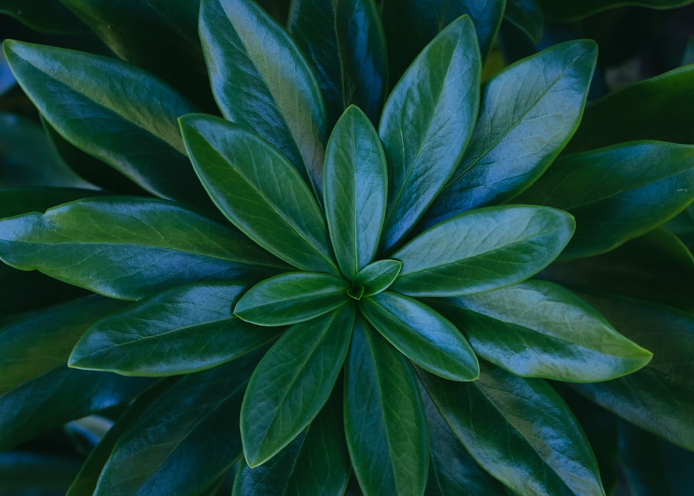 接写写真の緑の植物