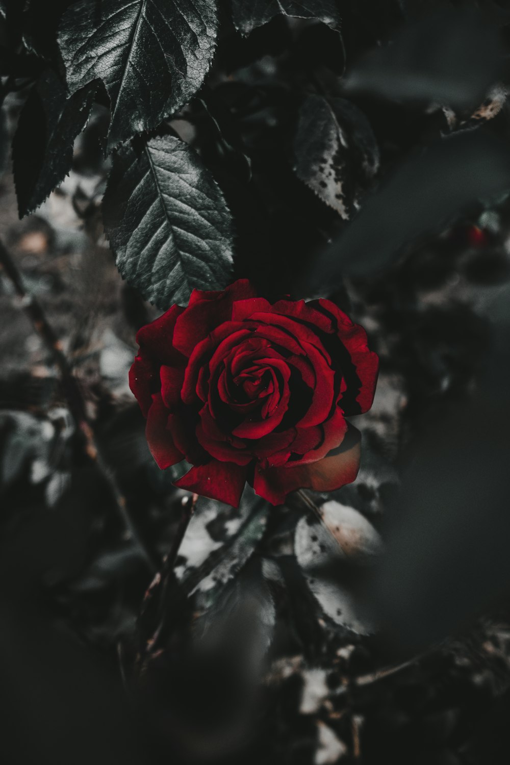 red rose in bloom in close up photography