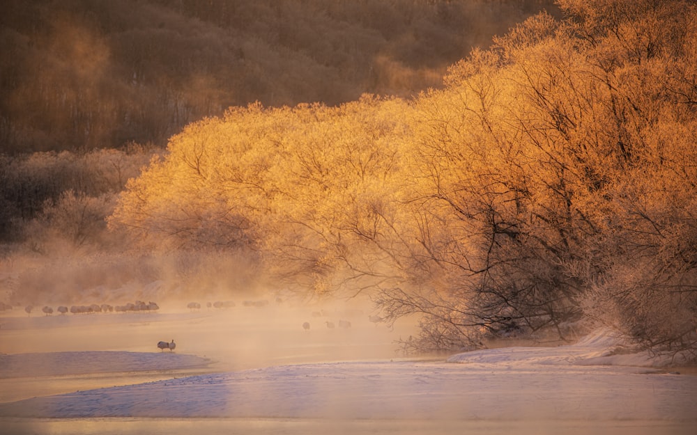 brown trees near body of water during daytime