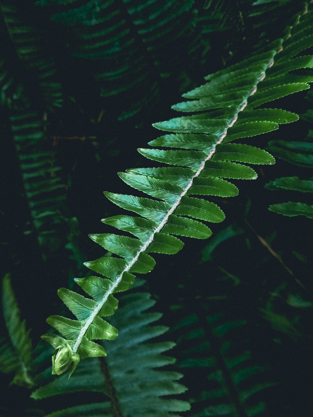 green leaf plant in close up photography