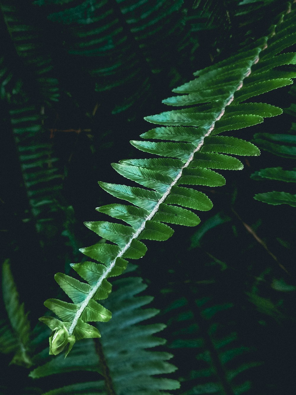 Grüne Blattpflanze in Nahaufnahme