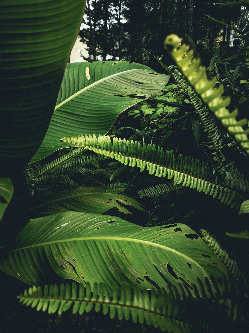 green banana tree during daytime