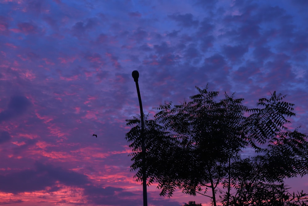 green tree under red sky