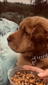 A fluffy brown puppy with a gentle expression is sitting close to a person wearing a blue tie-dye jacket. The puppy is wearing a studded collar and appears to be gazing ahead while a hand holds a plastic container filled with dog food in the foreground. The background features a blurred outdoor setting with trees and greenery.