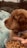 A fluffy brown puppy with a gentle expression is sitting close to a person wearing a blue tie-dye jacket. The puppy is wearing a studded collar and appears to be gazing ahead while a hand holds a plastic container filled with dog food in the foreground. The background features a blurred outdoor setting with trees and greenery.