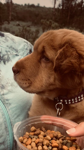 A fluffy brown puppy with a gentle expression is sitting close to a person wearing a blue tie-dye jacket. The puppy is wearing a studded collar and appears to be gazing ahead while a hand holds a plastic container filled with dog food in the foreground. The background features a blurred outdoor setting with trees and greenery.
